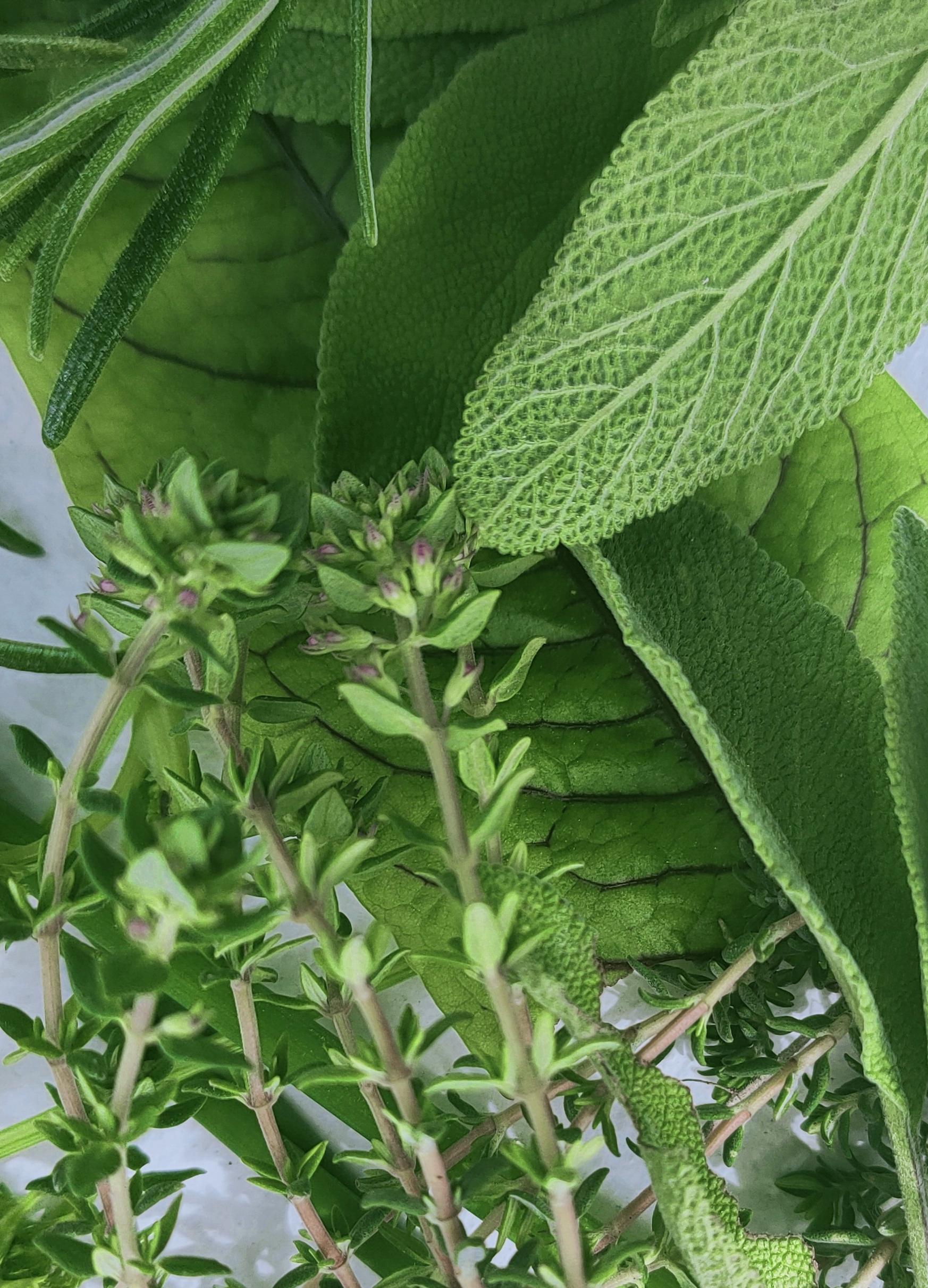 aromatiques